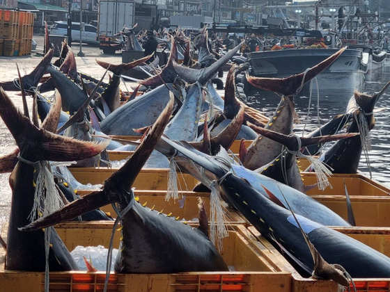  Bluefin tuna caught off the coast of the East Sea are seen at a port in Yeongdeok, North Gyeongsang, on July 8. [NEWS1]
