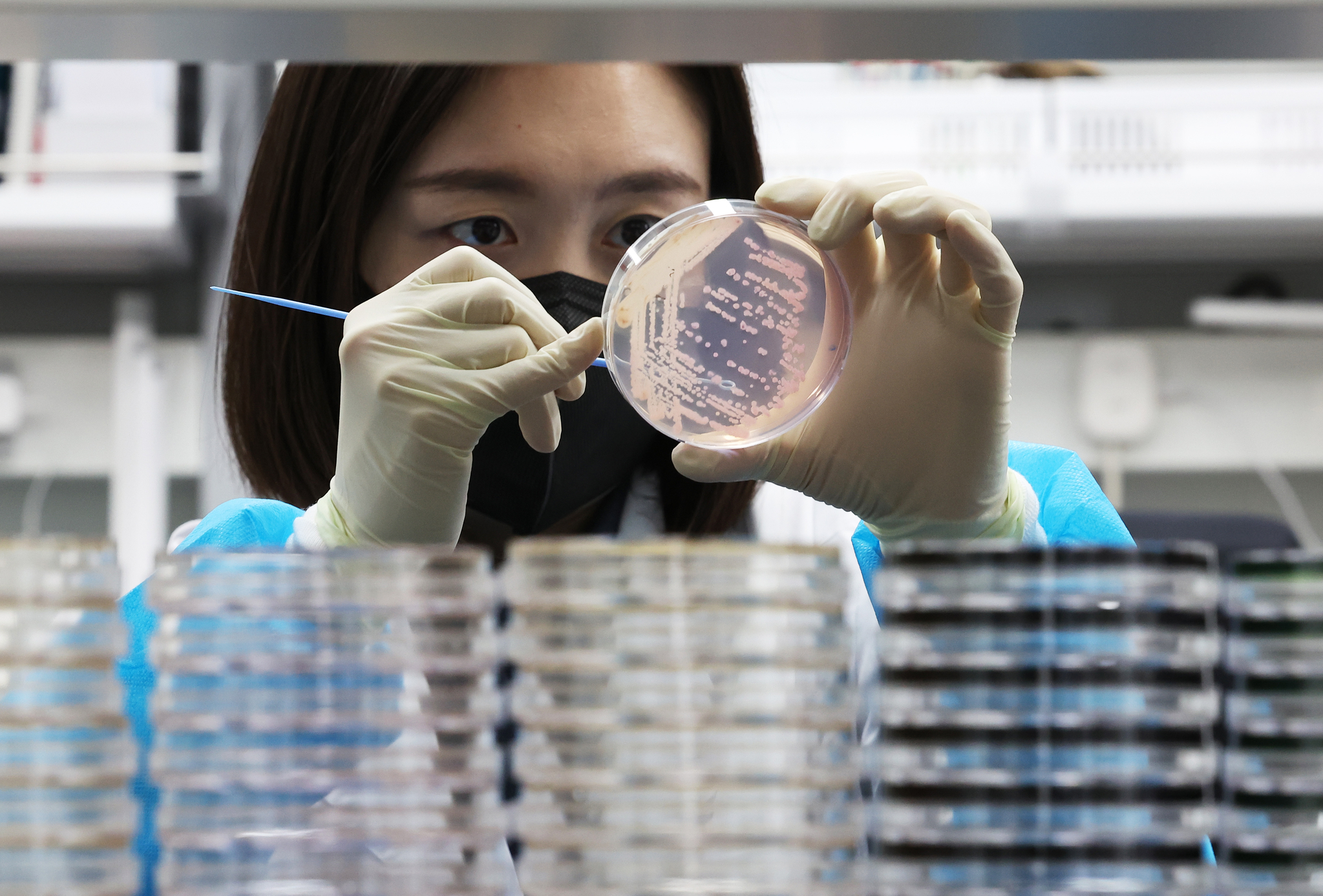 A researcher at the Gyeonggi Province Institute of Health and Environment demonstrates the process of culturing and isolating food poisoning bacteria in Suwon, Gyeonggi, on May 19. [YONHAP]