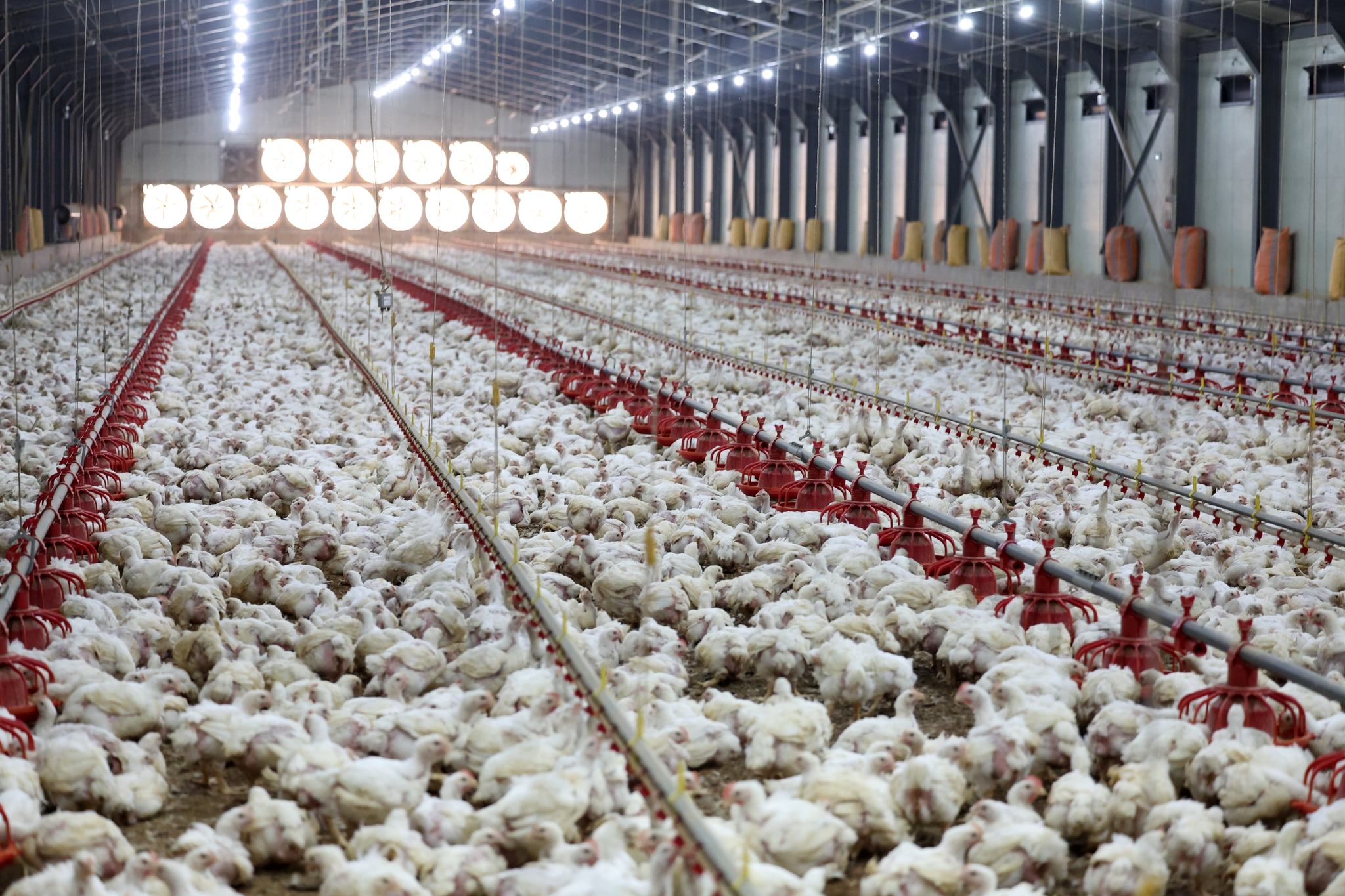 Chickens lie motionless from the heat at a poultry farm in Naju, South Jeolla, on July 10 as daily heat wave advisories continue. [NEWS1]