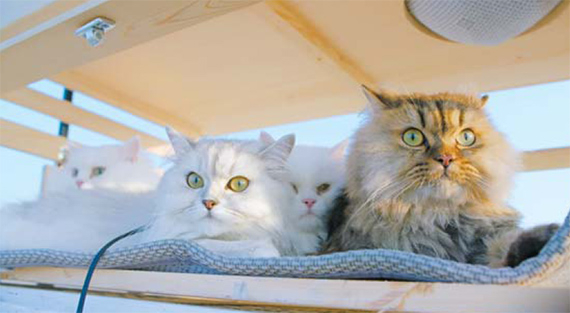 A pet cat. [JOONGANG PHOTO]