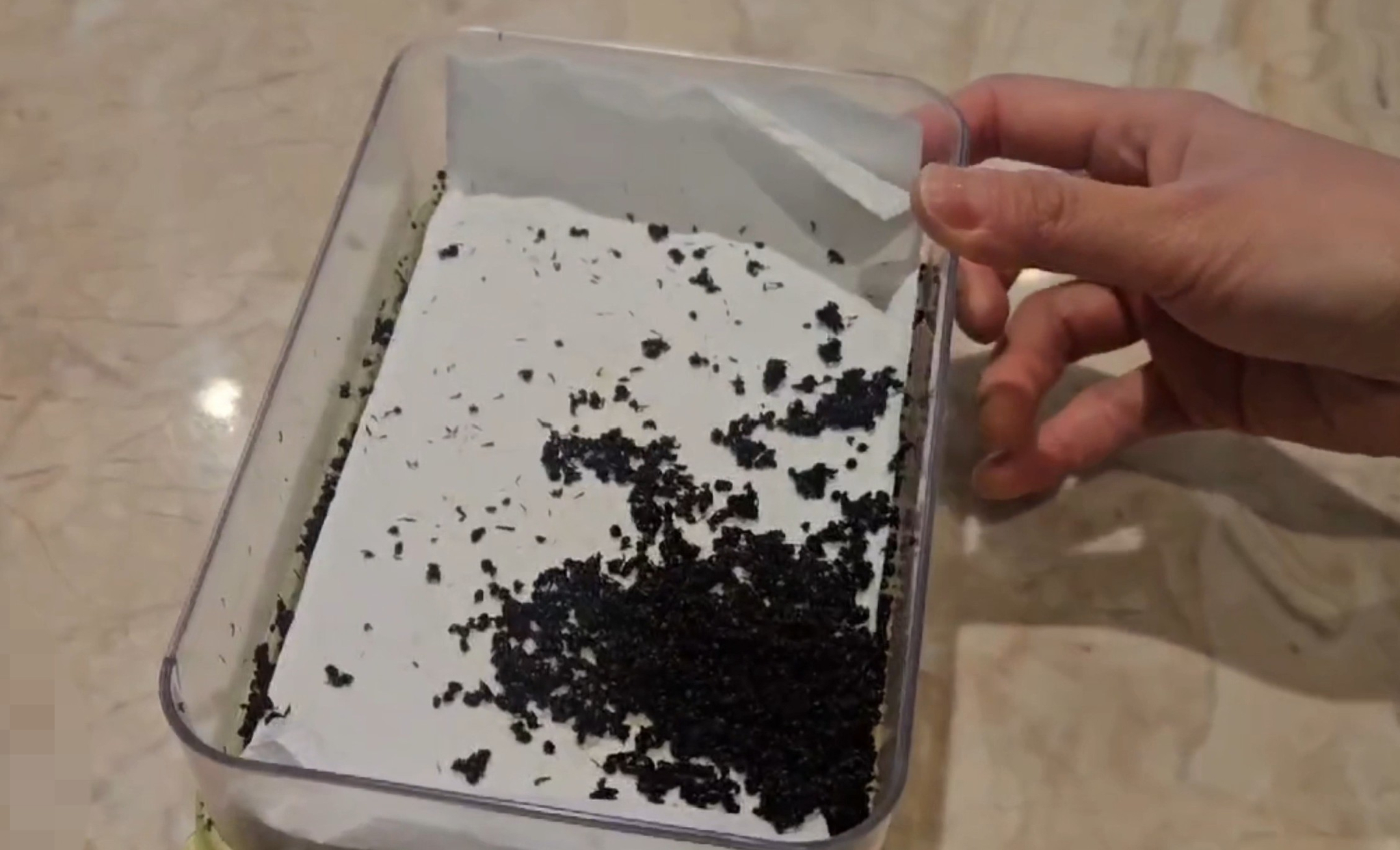 Ants to be used as garnish are stored in a dish at a restaurant that was investigated by food safety authorities. [JOONGANG ILBO]