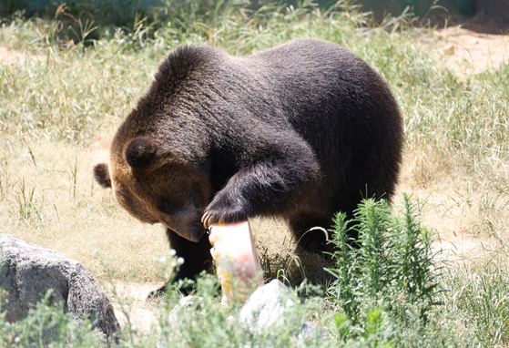 An Ezo brown bear plays with a frozen block of fruits and vegetables in its enclosure at Dalseong Park Zoo in Daegu on July 9. [YONHAP] 