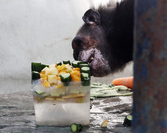 A chimpanzee eats frozen fruit in its enclosure at Dalseong Park Zoo in Daegu on July 9. [SONG BONG-GEUN] 