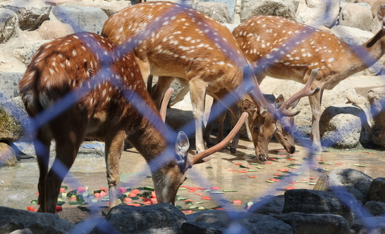 Sika deer eat watermelon pieces floating in a shallow pool at Dalseong Park Zoo in Daegu on July 9. [SONG BONG-GEUN]