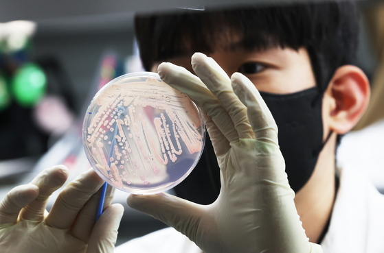 A researcher at the Gyeonggi Province Institute of Health and Environment demonstrates the process of culturing and isolating food poisoning bacteria in Suwon, Gyeonggi, on May 19. [YONHAP]