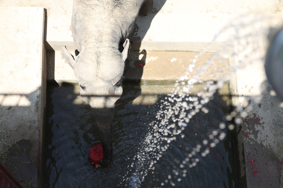 Kosuni, a 56-year-old female elephant at Dalseong Park Zoo in Daegu, eats frozen watermelon in her enclosure on July 9. [NEWS1]