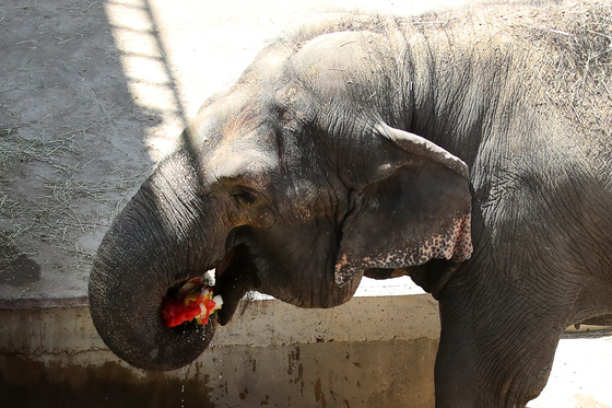 Kosuni, a 56-year-old female elephant at Dalseong Park Zoo in Daegu, eats frozen watermelon in her enclosure on July 9. [NEWS1]