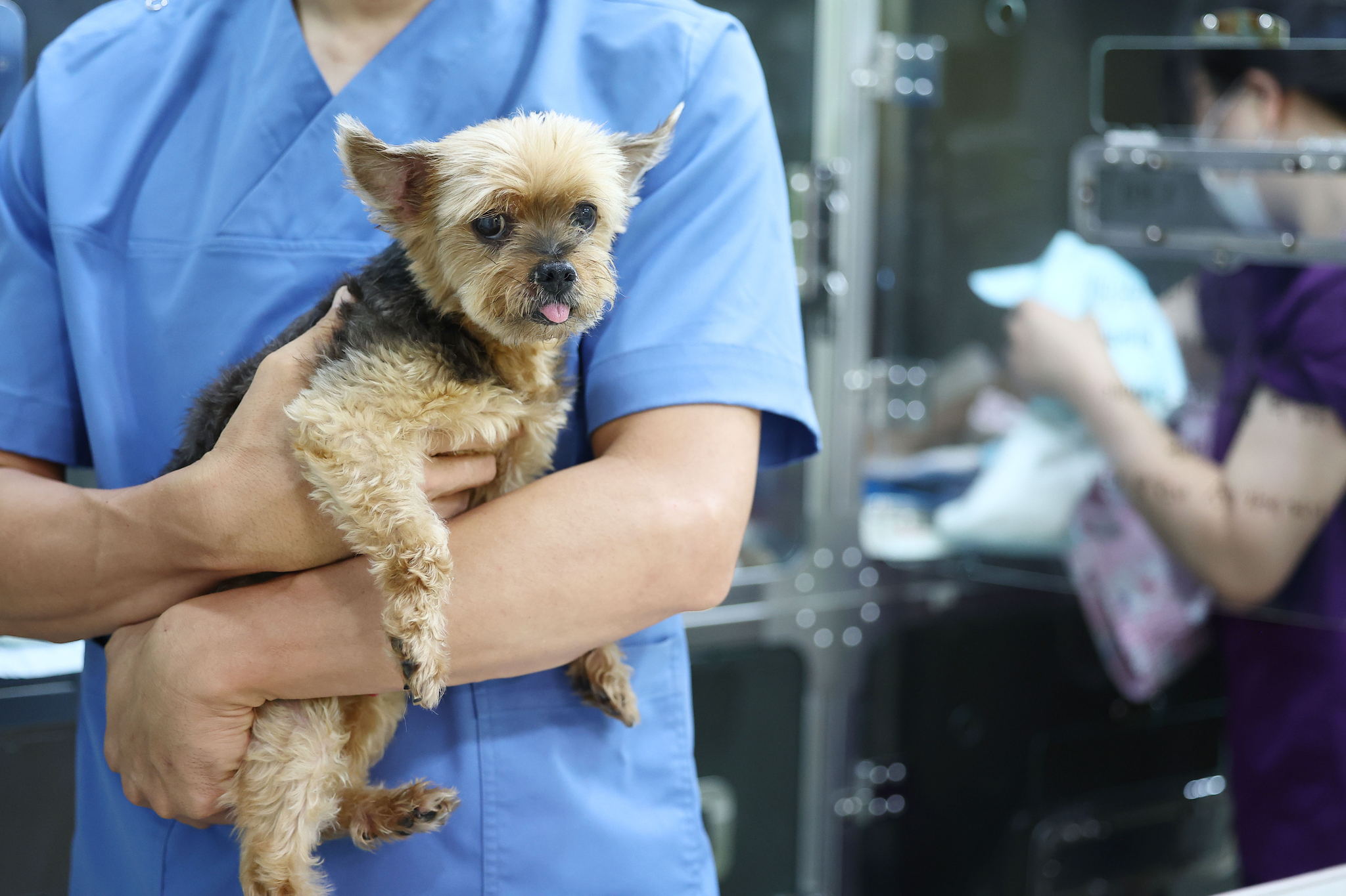A veterinarian carries a dog at an animal clinic in Dongjak District, southern Seoul, on Aug, 5, 2024. [YONHAP] 