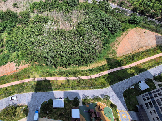A flock of egrets nests in a bamboo grove near a newly built apartment complex in Naju, South Jeolla on July 11. [JOONGANG ILBO]