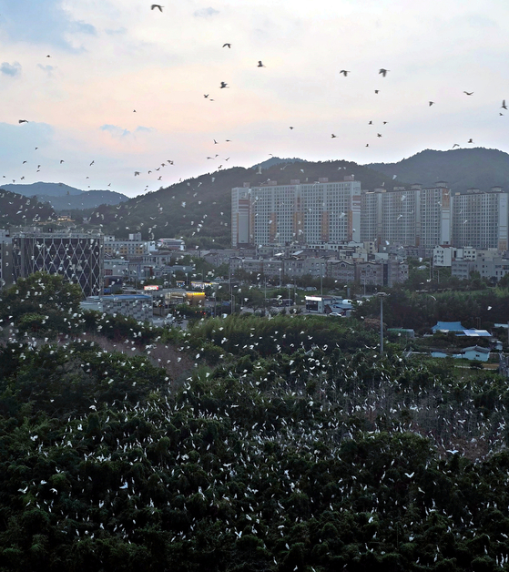 A flock of egrets nests in a bamboo grove near a newly built apartment complex in Naju, South Jeolla on July 11. [JOONGANG ILBO]