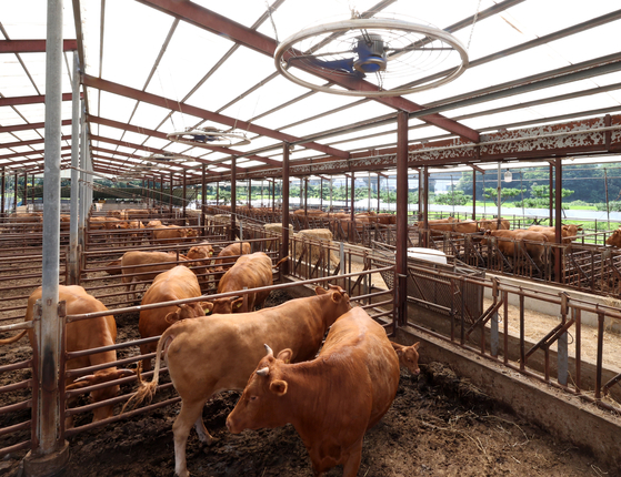 Cows are seen at a farm in Gangwon on Aug. 4, 2024. [YONHAP]