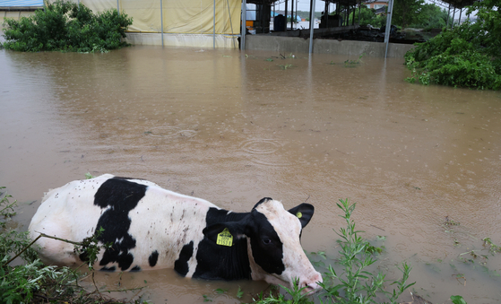 A cow escapes from a flooded cattle shed in Yong-ri, Godeok-myeon, Yesan County, South Chungcheong, after record-breaking rainfall on July 17. [NEWS1]