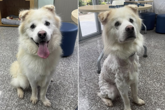 Gangneung Regional Animal Center uploaded photos of Kuno, a 2-year-old male dog, who was allegedly shaved and returned to the Gangwon shelter 7 hours after being adopted, to its Instagram on July 20. [SCREEN CAPTURE]