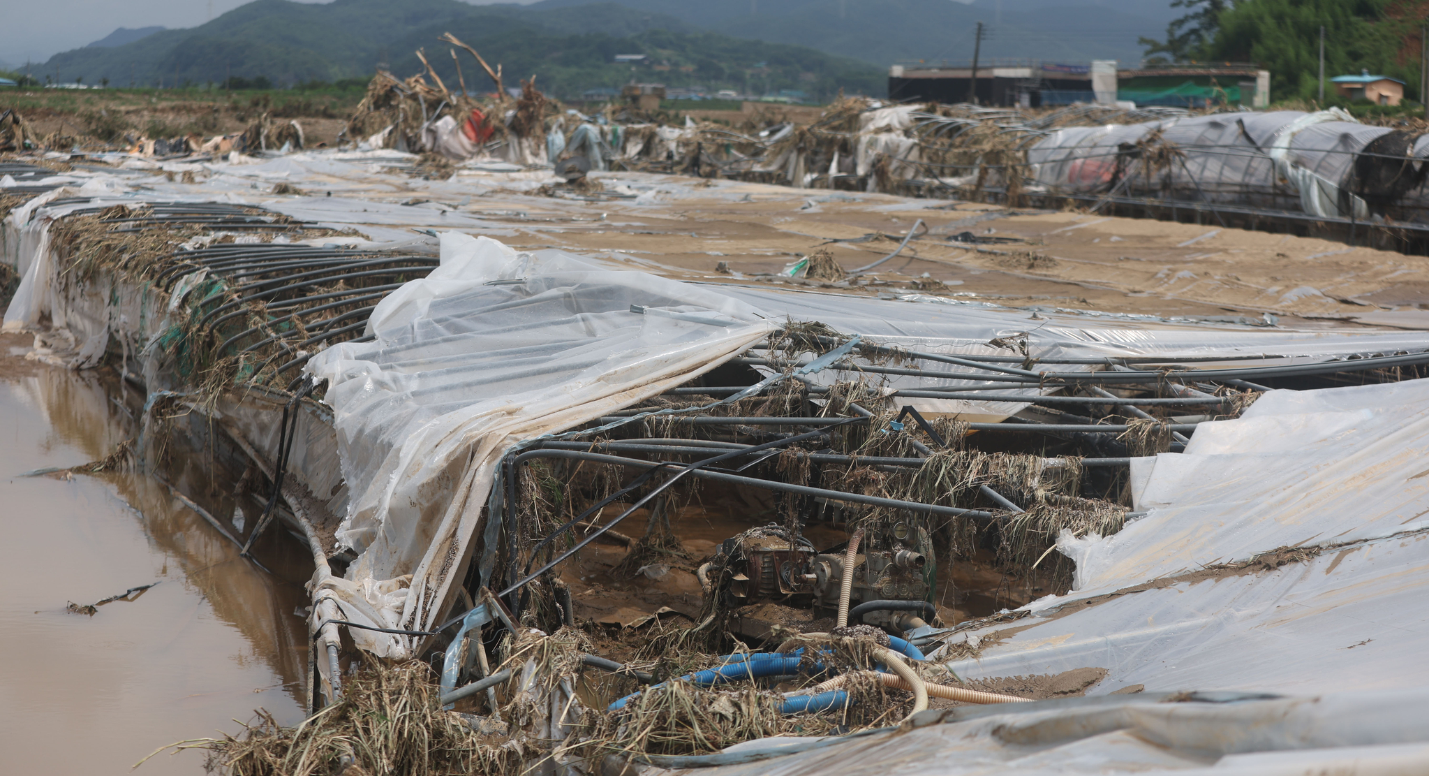 A plastic greenhouse for strawberry farming in Sancheong, South Gyeongsang, is seen heavily damaged on July 21 by the rains. [YONHAP] 