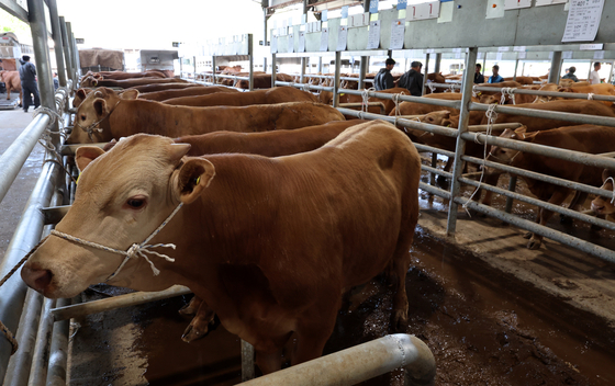 Cows are seen at a fram in Damyang, South Jeolla on April 28. [YONHAP] 
