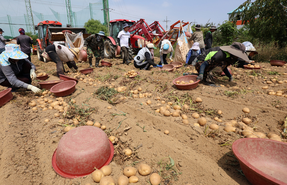 Foreign workers sort potatoes at a farm in Gangeung, Gangwon, on July 9 in this photo unrelated to the story. [YONHAP] 