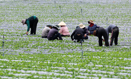 Foreign workers tend to highland vegetable fields in Gangneung, Gangwon, replanting and thinning crops on July 16., in this photo unrelated to the story. [YONHAP] 