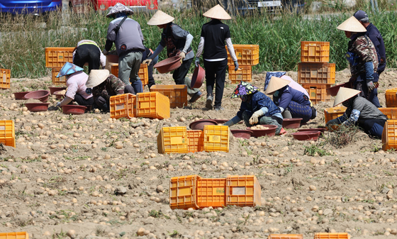 Foreign workers wearing Vietnamese headwear, or Non la, dig for potatoes at a farm in Gangeung, Gangwon, on July 23 in this photo unrelated to the story. [YONHAP] 
