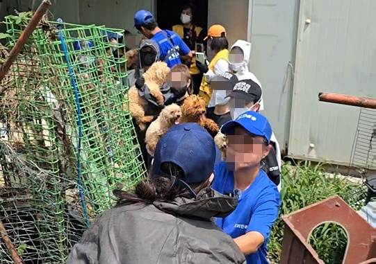Lucy's Friends, a coaliation of civic animal rights organizations, rescues dogs from farms in Gwanghwa County, Incheon. [LUCY'S FRIENDS]