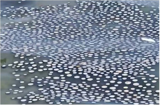 A swarm of jellyfish appears on a beach in Jeju. The bright blue creatures are identified as Porpita umbrella. [SCREEN CAPTURE] 