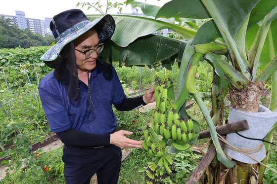 On the sweltering afternoon of July 29, Lee Eun-soo, head of Noksaek Eoullim, a farming NGO, presents bananas cultivated at the Cheonsu Weekend Farm education center in Nowon-gu, northern part of Seoul. [YONHAP]