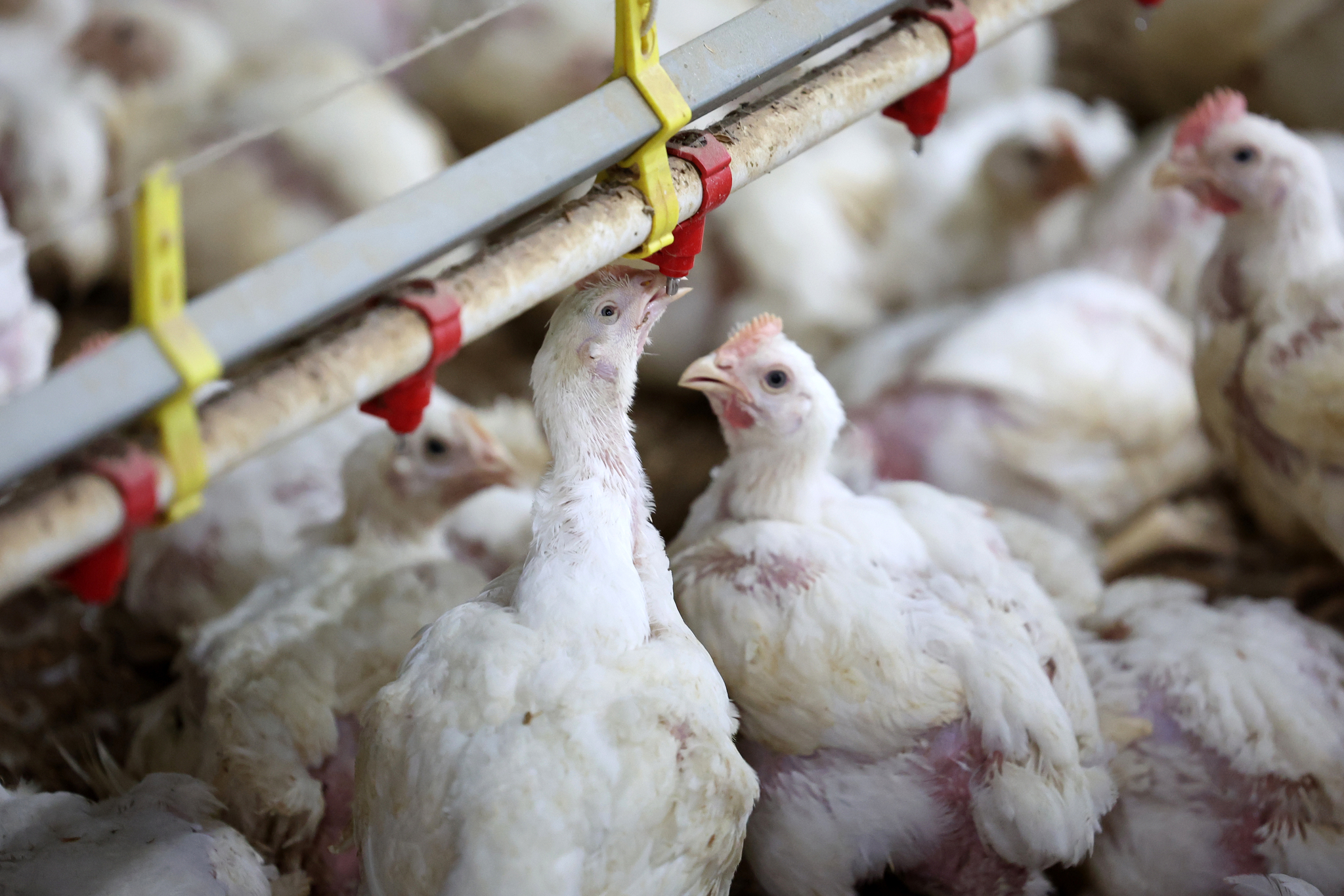 A chicken drinks water to cool off at a poultry farm in Seji-myeon, Naju, South Jeolla. [NEWS1]