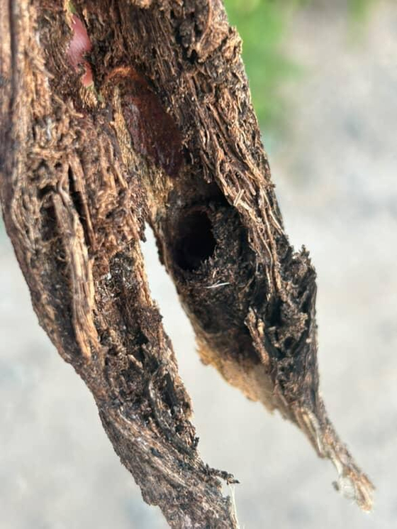 A pupa chamber of a species of frog-leg leaf beetle known as the “tropical jewel insect” larva found along Korea’s southern coast in early July [JOONGANG ILBO] 