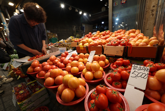 Tomatoes are displayed at Cheongnyangni Market in Dongdaemun District, eastern Seoul. With scorching temperatures gripping Korea, tomato prices are heating up, too, reflecting the toll extreme weather takes on agriculture. As of Aug. 3, the consumer price of tomatoes hit 6,716 won per kilogram ($10 per pound), a steep rise of 42.6 percent from the same period last year. [YONHAP]