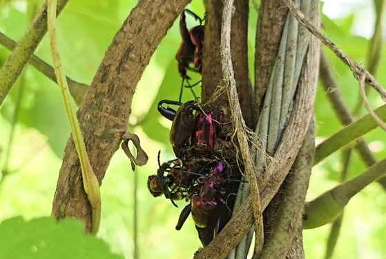A species of frog-leg leaf beetle known as the “tropical jewel insect” [JOONGANG ILBO]