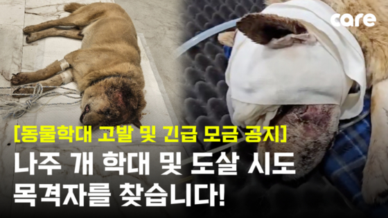A stray dog that suffered from heavy injuries believed to have been caused by repeated blows from a blunt object was rescued in Naju, South Jeolla, on July 31. [COEXISTENCE OF ANIMAL RIGHTS ON EARTH]