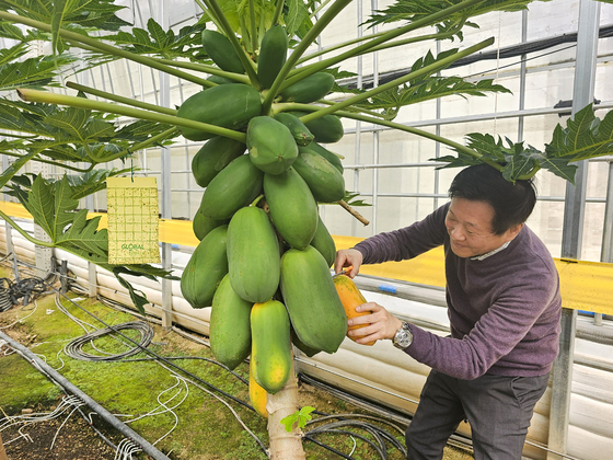 Papayas are seen at a smart farm in Pocheon, Gyeonggi. Shinsegae Department Store signed a contract with this farm and introduced locally grown papayas for the first time at its Shinsegae Market in its Gangnam branch in southern Seoul, in February. [SHINSEGAE DEPARTMENT STORE]