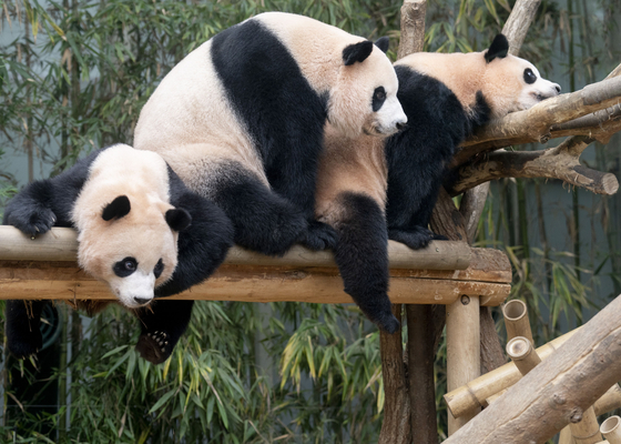 From left, giant pandas Rui Bao, Ai Bao and Hui Bao are pictured at Everland amusement park in Yongin, Gyeonggi, on Aug. 12. [SAMSUNG C&T]