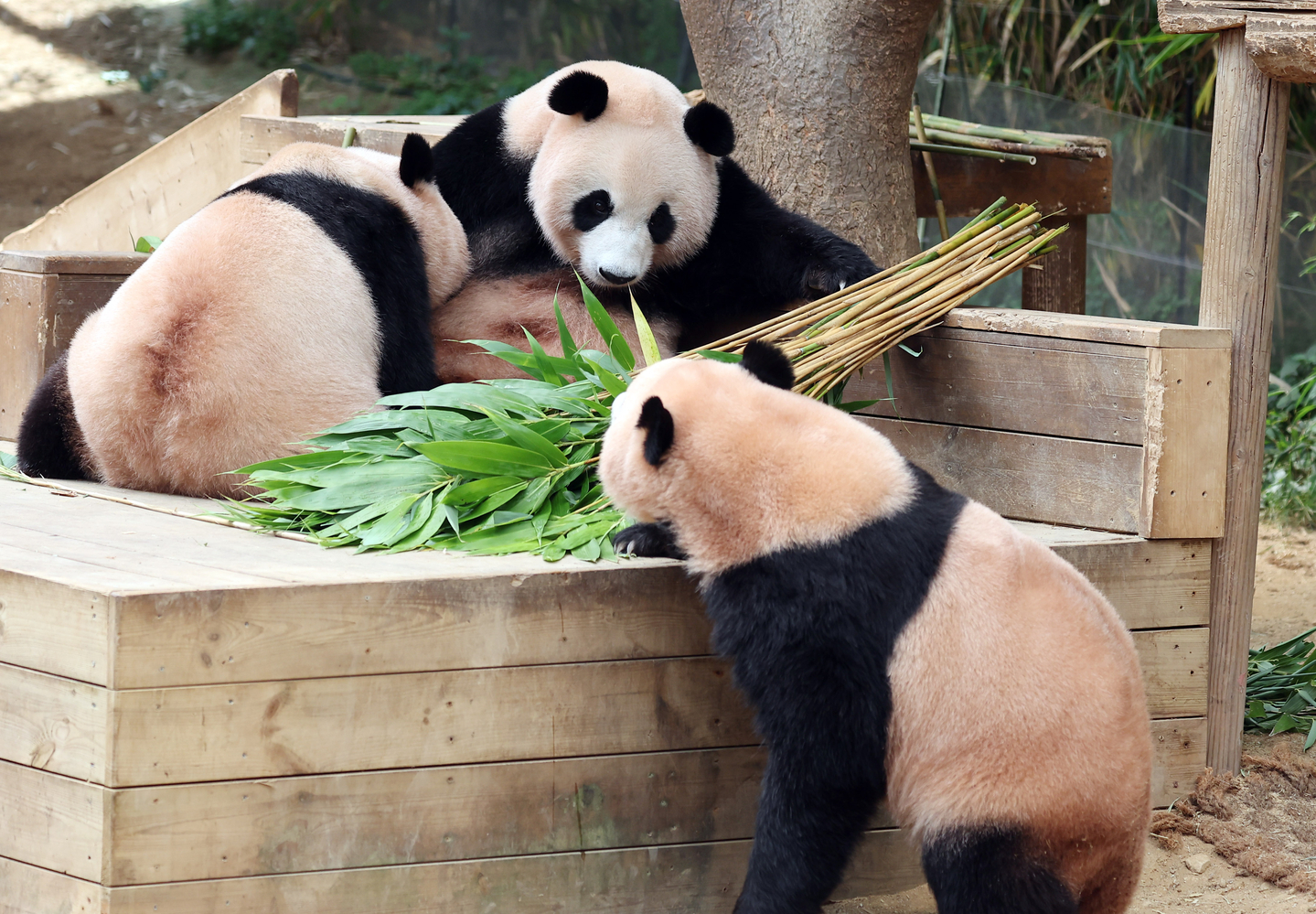 Rui Bao, right, and Hui Bao, left, twin giant pandas at Everland’s Panda World in Yongin, Gyeonggi, spend time with their mother, Ai Bao, on Aug. 12. [YONHAP]