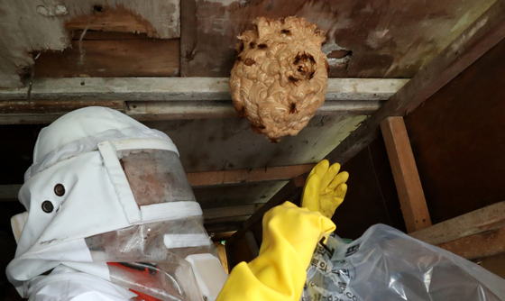 A firefighter removes a hornet’s nest at a farm in Daejeon on Aug. 9. [NEWS1] 