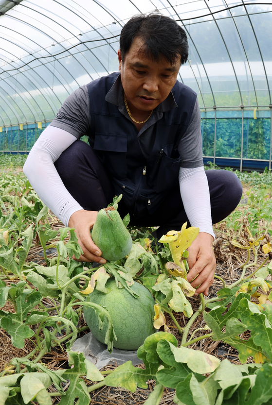 A farmer torches the leaves of watermelons that are dying due to erratic weather at the Mudeungsan Watermelon Village in Geumgok-dong, Buk District, Gwangju, on Aug. 13. [YONHAP]