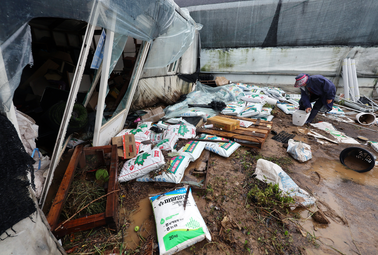 An official inspects a vinyl greenhouse that has been drained of water at a flower farm in Byeongbang-dong, Gyeyang District, Incheon, which suffered flood damage on Aug. 13. [YONHAP]