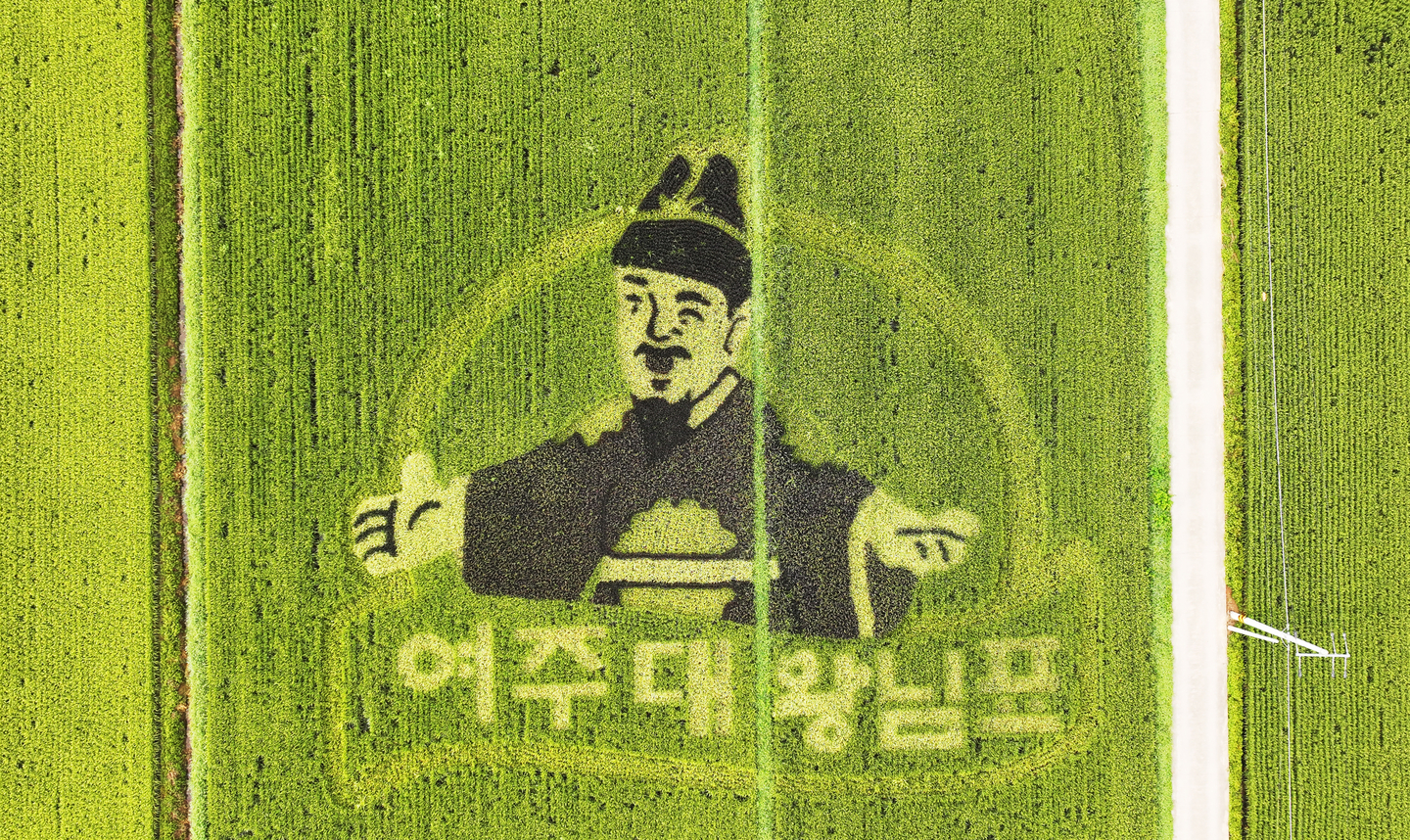 Colorful rice plants form a promotional design for Daewangnimpyo rice in a paddy field on Aug. 17 in Yeoju, Gyeonggi. [YONHAP]