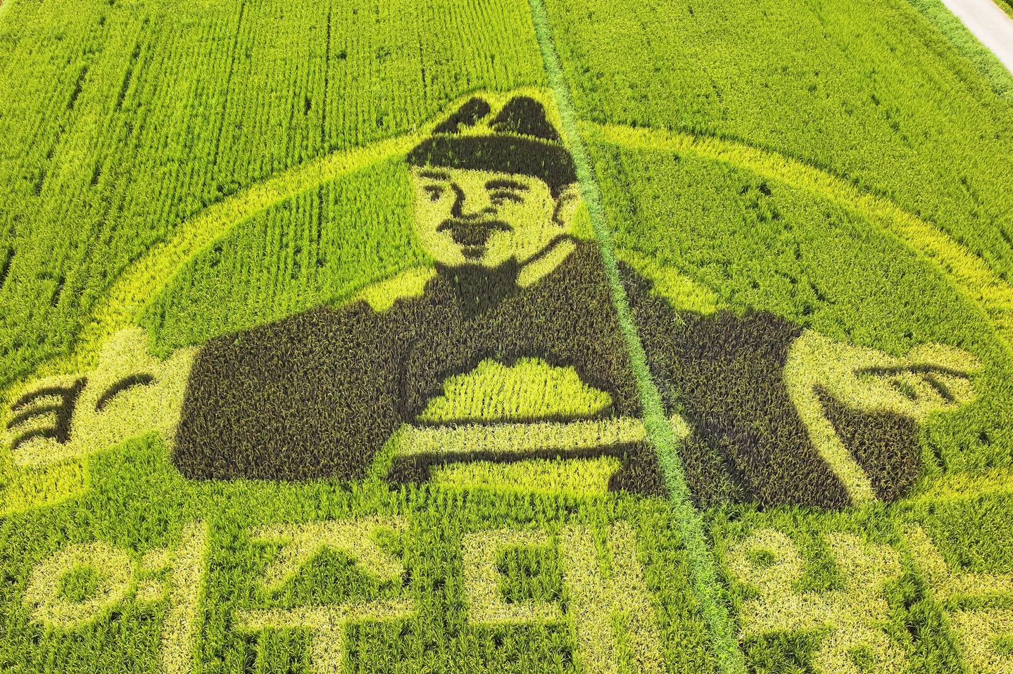 Colorful rice plants form a promotional design for Daewangnimpyo rice in a paddy field on Aug. 17 in Yeoju, Gyeonggi. [YONHAP]