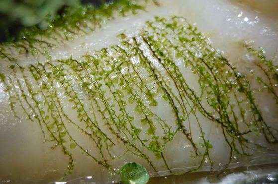 Close up of the moss sewn into the agar of an "Agarmon" [TZUSOO]