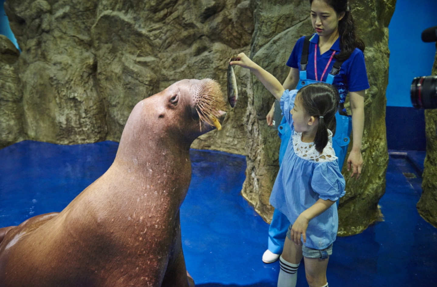 A visitor feeds fish to a walrus at Aqua Planet's Ilsan branch. [AQUA PLANET]
