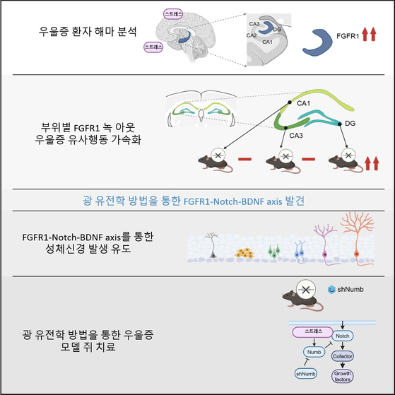 Diagram of the study of the depression protein [KAIST] 
