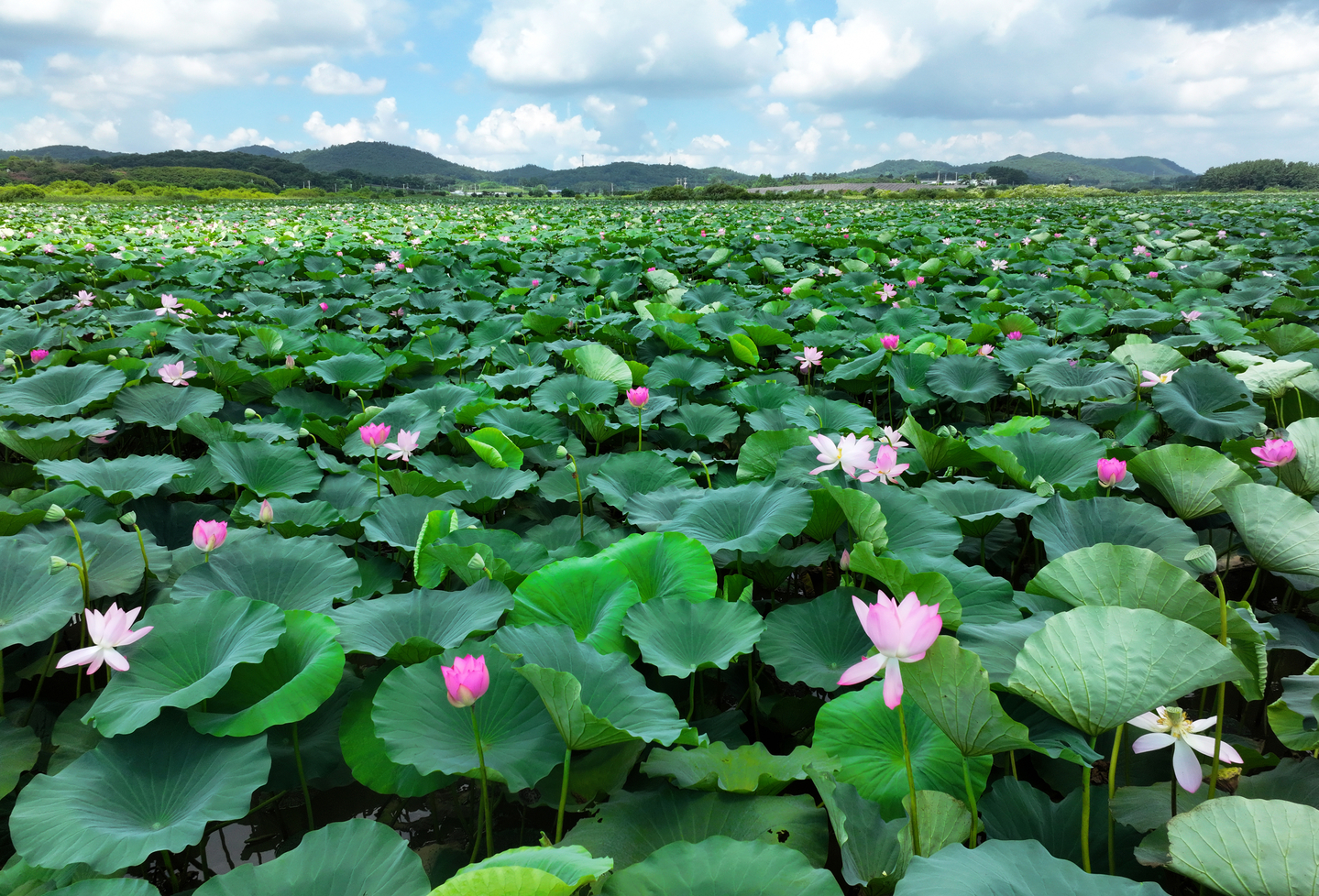 Lotus flowers bloom at the Useupje Reservoir in Gongsan-myeon, Naju, South Jeolla, on August 19. They rise from muddy waters to reveal stunning petals — and are symbols of peace and renewal in Korean summer landscapes. [YONHAP]