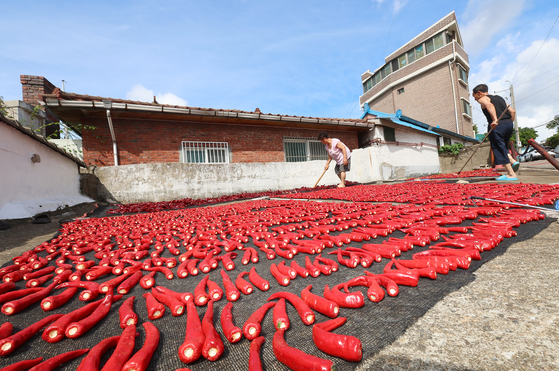 Three days before Cheoseo, when the weather is supposed to become cooler, residents are drying peppers under the hot sun in a residential area in Hwasu-dong, Dong District, Incheon on Aug. 20. [YONHAP]