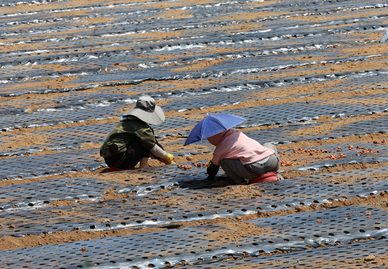 Workers at a farm in Gangneung, Gangwon, wear large hats as they plant chives on Aug. 21. [YONHAP] 