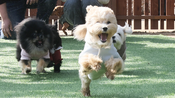 In this picture, unrelated to the article, dogs run around inside a dog park. [JOONGANG ILBO]