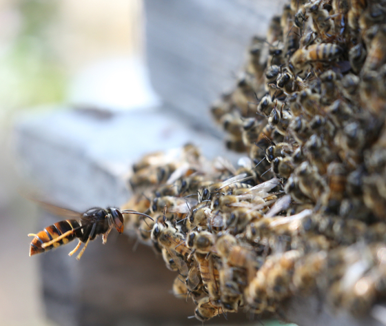  A yellow-legged hornet flies toward a beehive, preying on honeybees. [JOONGANG ILBO]