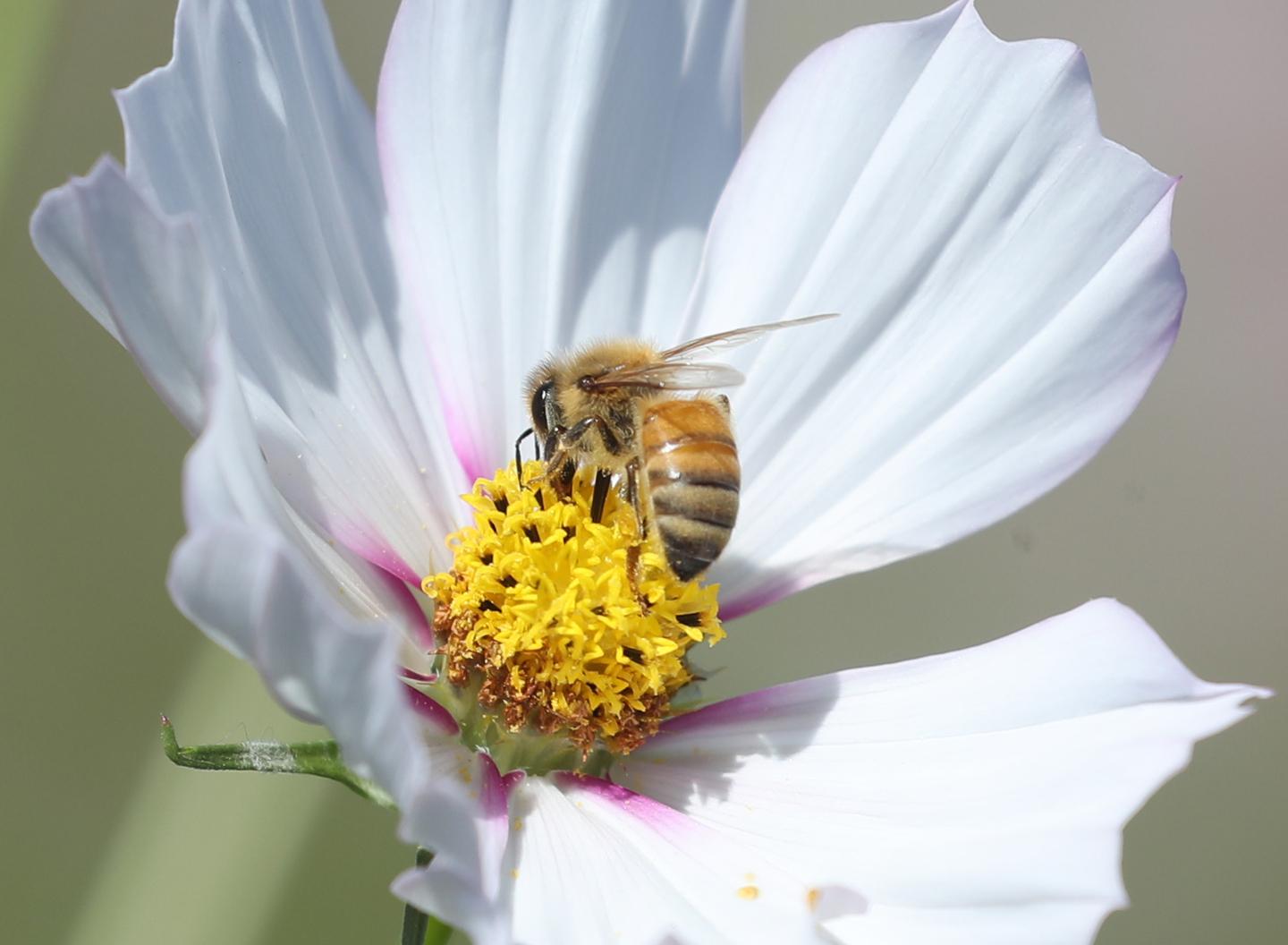 A honeybee collects nectar in a field of cosmos flowers. [NEWS1]
