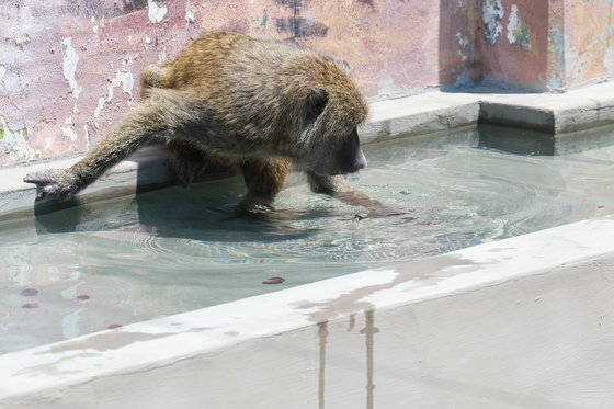 As heat wave warnings take effect across most of Korea, an olive baboon enters a pool at the zoo in Seoul Children’s Grand Park in Gwangjin District, eastern Seoul, on July 10. [YONHAP] 