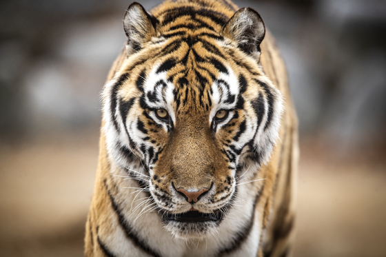A Korean tiger at the ″Tiger Forest″ inside Baekdudaegan National Arboretum in Bonghwa, North Gyeongsang [JOONGANG ILBO]