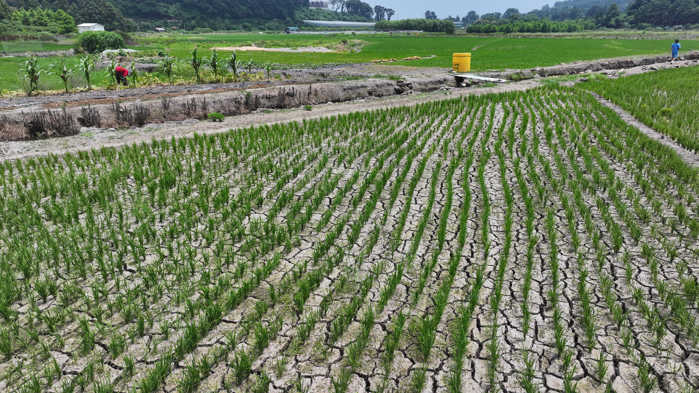 Rice paddies in Seogwipo, Jeju, crack from drought caused by a prolonged heat wave on July 8. [YONHAP] 